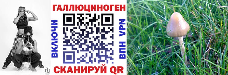 Псилоцибиновые грибы Psilocybine cubensis Ставрополь